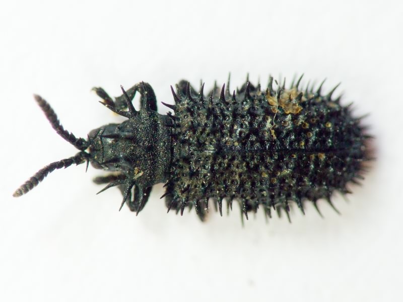 Hispa atra Linnaeus, 1767